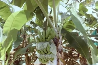 【栽培】バナナの栽培